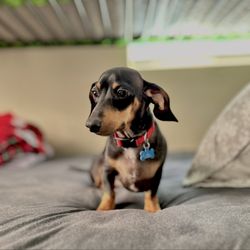 Peace Pack Program - Oscar