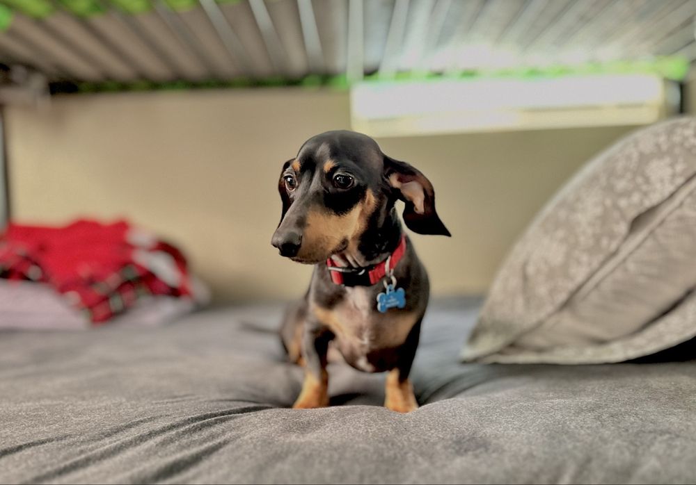 Peace Pack Program - pet boarding facility in Los Angeles, CA