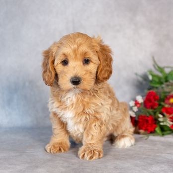 Hidden Gem Puppies - Pet Breeders Near Me Hidden Gem Puppies - Pet Breeders Near Me