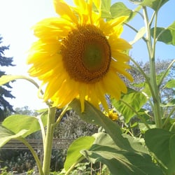 Garlic Festival - Big sunflowers... what you will find in the farm.