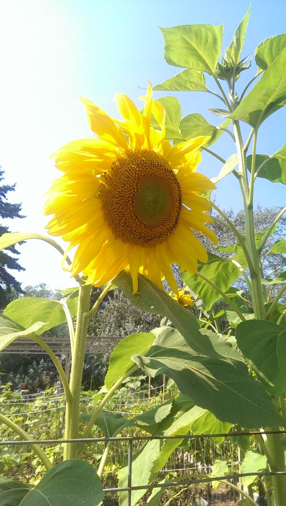 GARLIC FESTIVAL Updated July 2024 2631 Westminster Hwy, Richmond