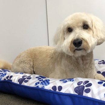 Didde’s Pet Grooming - Sweet Jake waiting for his mom. - Pet Groomers Near Me - Redmond, Washington