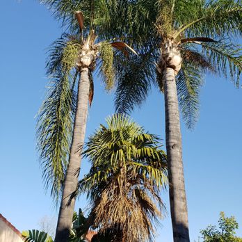 Bernabe Tree Service - Before - pic 1 - Tree Services Near Me - Riverside, California
