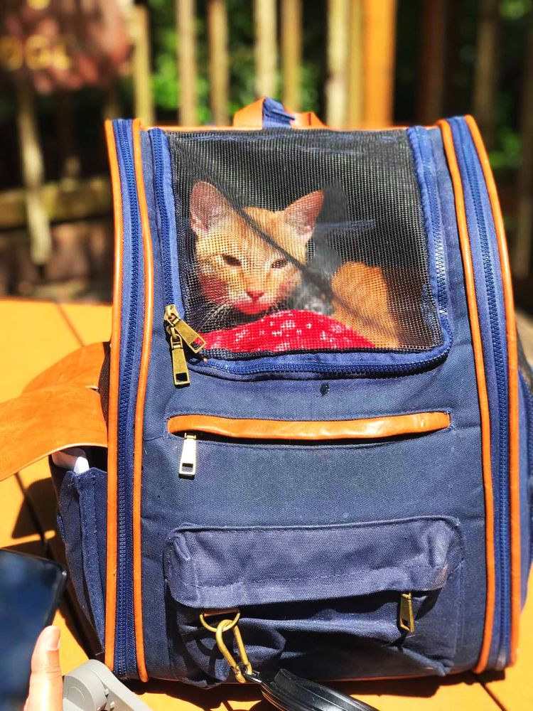 TREES OF MYSTERY 1163 Photos & 333 Reviews 15500 Hwy 101 N, Klamath