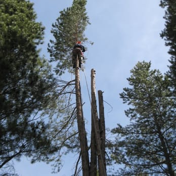 Alpen Tree Experts - Lodgepole pine removal - Tree Services Near Me - Truckee, California
