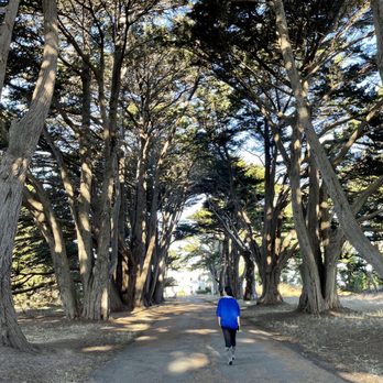 Cypress Tree Tunnel - Parks Near Me - Inverness, California Cypress Tree Tunnel - Parks Near Me - Inverness, California