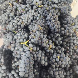 Annabelle Acres Vineyard & Winery