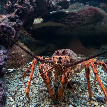 Shedd Aquarium - Crab - Aquariums Near Me - Chicago, Illinois
