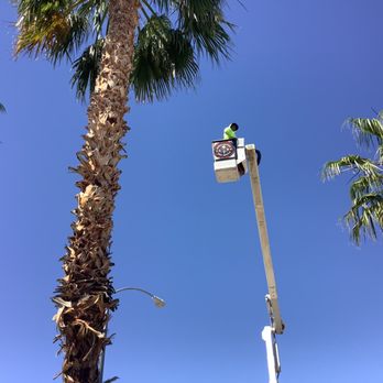 Beaver Brothers Tree Service - Tree Services Near Me - Las Vegas, Nevada Beaver Brothers Tree Service - Tree Services Near Me - Las Vegas, Nevada