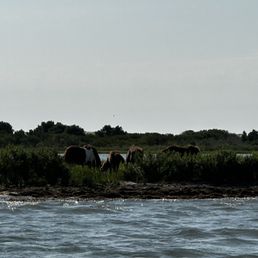 Assateague horses from afar. Assateague horses from afar.