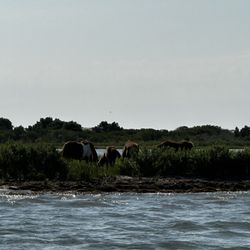 O.C. Bay Hopper - Assateague horses from afar.