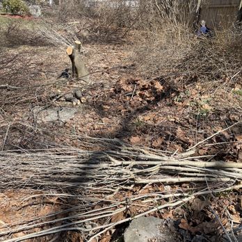 Tarzan Treescaping - a pile of branches and twigs - Tree Services Near Me - Newburgh, New York