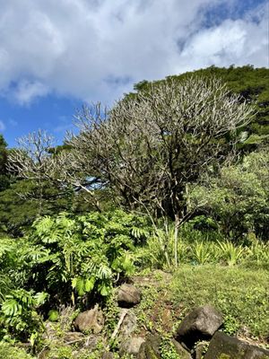 Waimea Valley by null