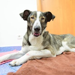 South County Animal Hospital, A Thrive Pet Healthcare Partner