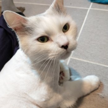 Cat Magic - Milo with a fresh shave! Isn't he soooo cute? - Pet Groomers Near Me Cat Magic - Milo with a fresh shave! Isn't he soooo cute? - Pet Groomers Near Me