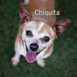 San Diego Animal Support Foundation