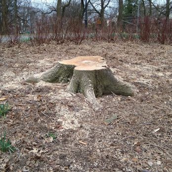 The Overlook at Forest Park - April 2018 - Parks Near Me The Overlook at Forest Park - April 2018 - Parks Near Me