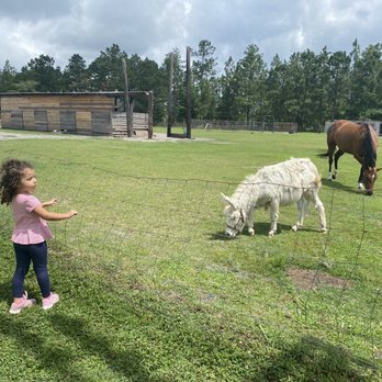 Taylor's Blueberry Farm - Donkey and horse - Pick Your Own Farms Near Me - Leland, North Carolina Taylor's Blueberry Farm - Donkey and horse - Pick Your Own Farms Near Me - Leland, North Carolina