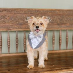Dream FX Media - The dog-of-honor/best dog of course!
