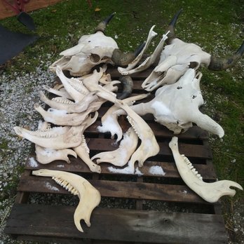 Broken Wagon Bison - Bison bones - Educational Services Near Me - Hobart, Indiana