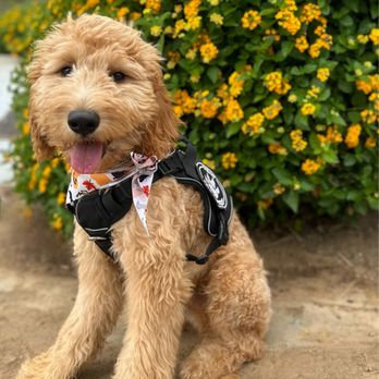 Paw Troopers - Dog Walkers Near Me - Riverside, California Paw Troopers - Dog Walkers Near Me - Riverside, California