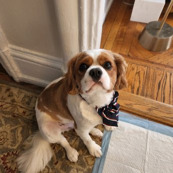 Pawsh - Oliver after Uliana groomed him - Pet Groomers Near Me Pawsh - Oliver after Uliana groomed him - Pet Groomers Near Me