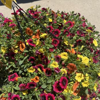 Martins Greenhouse - Nurseries & Gardening Near Me - Standish, California Martins Greenhouse - Nurseries & Gardening Near Me - Standish, California