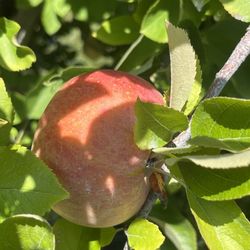 Oren Wooden's Apple House - Apples