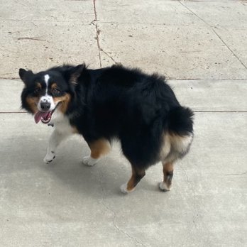 The Gentle Spaw - Show us your new do Cuzco!! - Pet Groomers Near Me