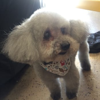 Taj Mapaw Dog Spa - Happy and clean! - Pet Groomers Near Me - Placentia, California Taj Mapaw Dog Spa - Happy and clean! - Pet Groomers Near Me - Placentia, California