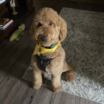 Smile Pet Grooming - My puppy - Pet Groomers Near Me - Canoga Park, California