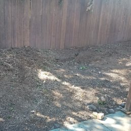 STC Tree Care did an amazing job removing 3 trees