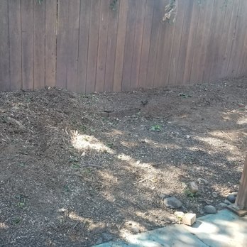 STC Tree Care - STC Tree Care did an amazing job removing 3 trees - Tree Services Near Me - Sacramento, California