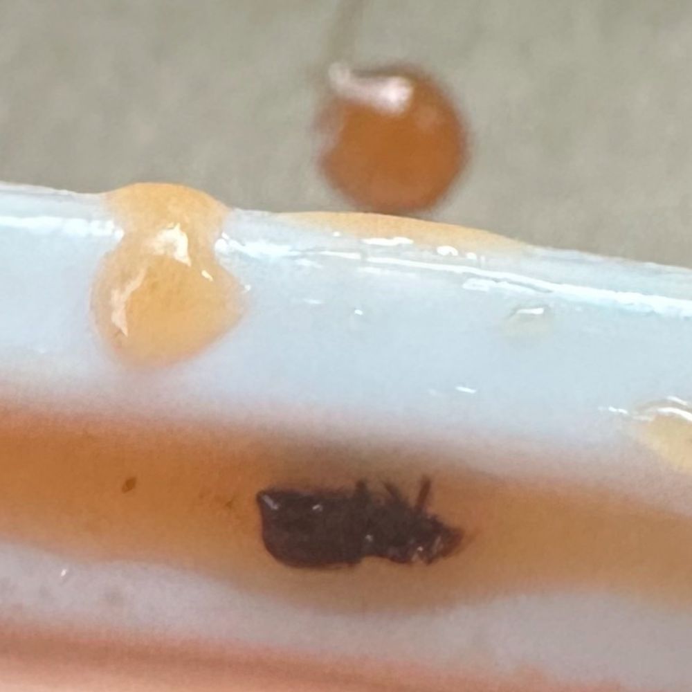 BinHai - It was an bug  in my meal I will never come back - Chinese Near Me - Northbrook, Illinois