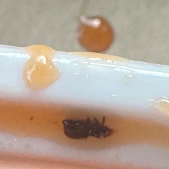 BinHai - It was an bug  in my meal I will never come back - A bug is seen on a ceramic dish with food remnants, with another bug in the background, indicating a pest issue at a restaurant. - Chinese Near Me - Northbrook, Illinois