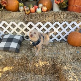 Dog photo shoot Dog photo shoot