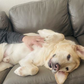 PetPals - Getting a little love - Pet Sitting Near Me PetPals - Getting a little love - Pet Sitting Near Me
