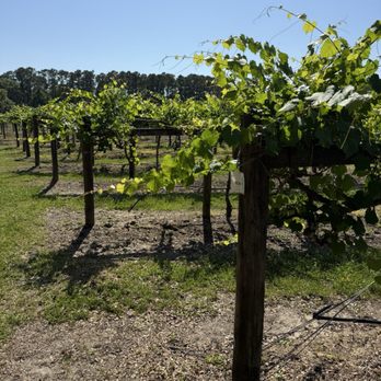 Deep Water Vineyard - Wineries Near Me - Wadmalaw Island, South Carolina Deep Water Vineyard - Wineries Near Me - Wadmalaw Island, South Carolina