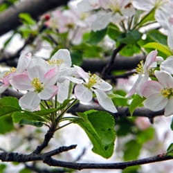 Sagewood Physical Therapy North