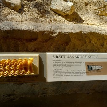Arizona-Sonora Desert Museum - Inside a rattle - Museums Near Me - Tucson, Arizona