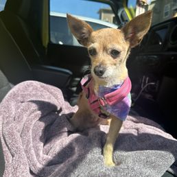 This is Faith and she is happy to have a fresh cut and ready for summer! Thanks Ali! This is Faith and she is happy to have a fresh cut and ready for summer! Thanks Ali!