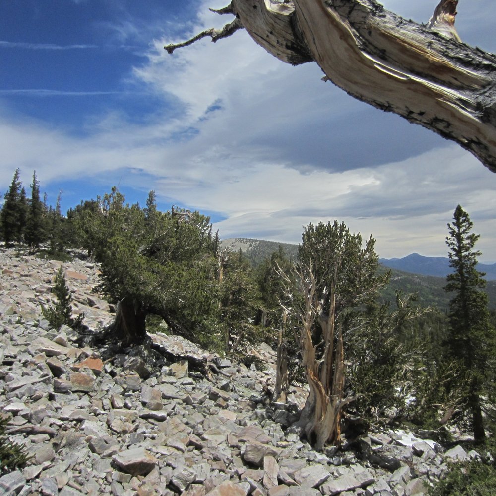 Great Basin National Park - bristlecone pine trail - Parks Near Me - Baker, Nevada