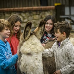 The Donkey Sanctuary