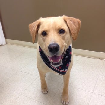 Stream Valley Veterinary Hospital - Getting a check up! - Veterinarians Near Me - Ashburn, Virginia Stream Valley Veterinary Hospital - Getting a check up! - Veterinarians Near Me - Ashburn, Virginia