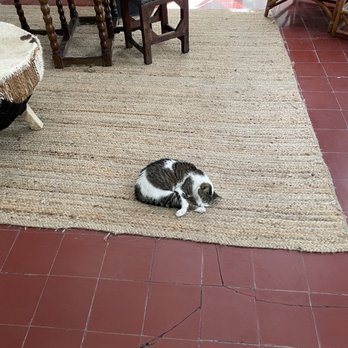Ernest Hemingway Home  - Cat in the writing office - Museums Near Me - Key West, Florida