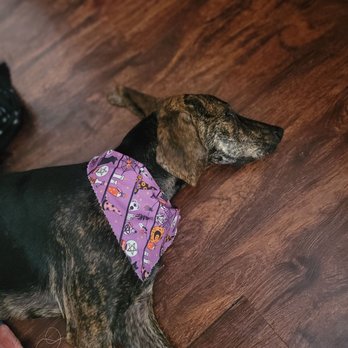 Ooh Puppy - Puff and her spooky bandana - Pet Groomers Near Me - La Mirada, California Ooh Puppy - Puff and her spooky bandana - Pet Groomers Near Me - La Mirada, California