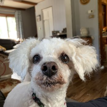 Darcy Woo Grooming - Most recent cut! - Pet Groomers Near Me - Manitowoc, Wisconsin Darcy Woo Grooming - Most recent cut! - Pet Groomers Near Me - Manitowoc, Wisconsin