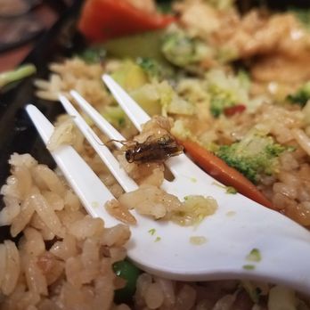 Panda of DC - I FOUND A ROACH IN MY FOOD, DO NOT ORDER FROM THIS RESTAURANT!!!!! - Chinese Near Me - Washington, DC, District of Columbia