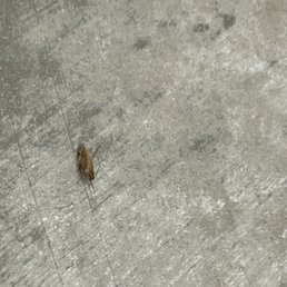Roaches Roaches
