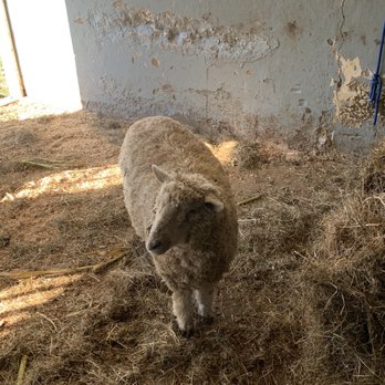 Hancock Shaker Village - Sheep - Museums Near Me - Pittsfield, Massachusetts